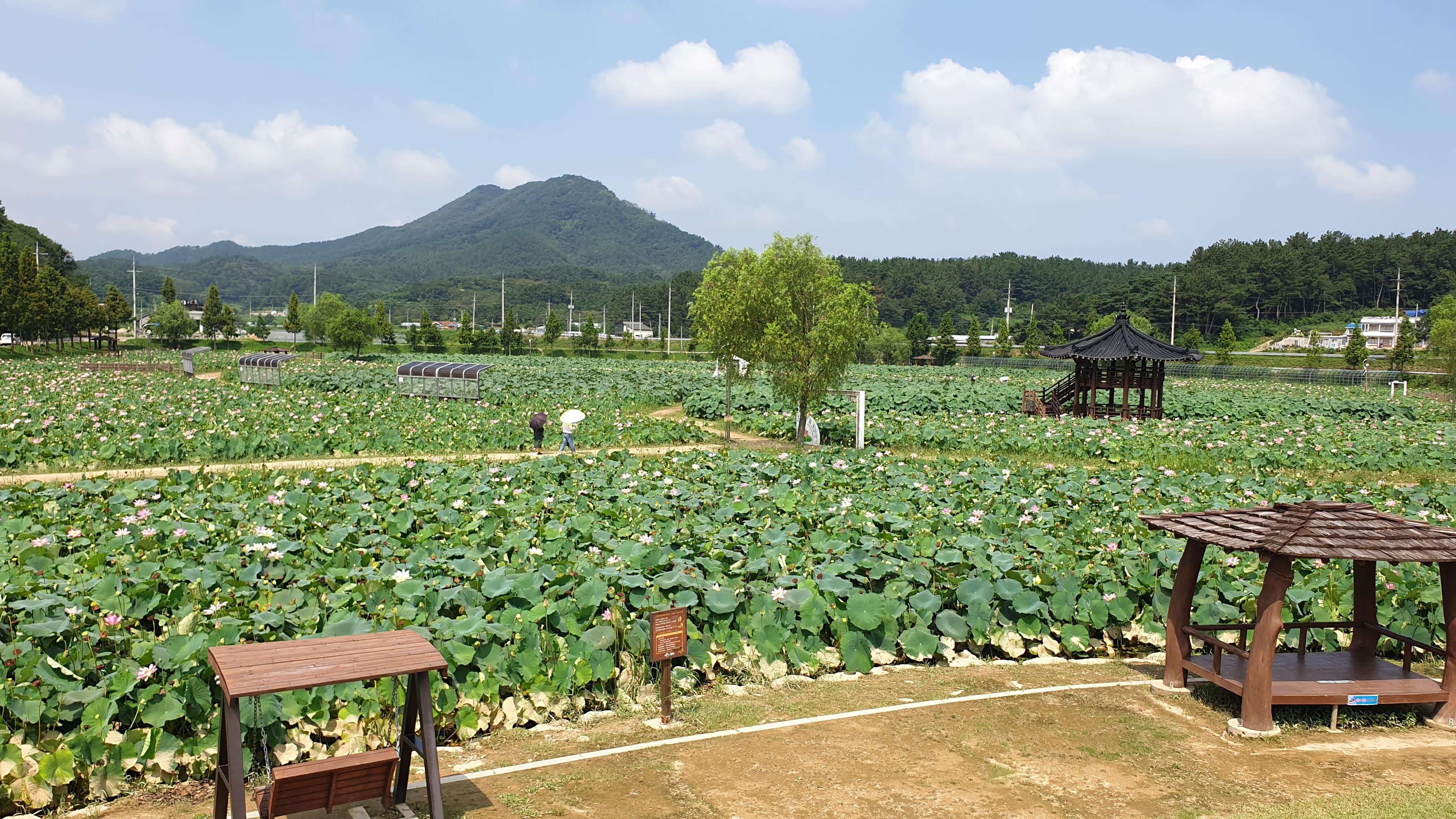 함안 연꽃테마파크