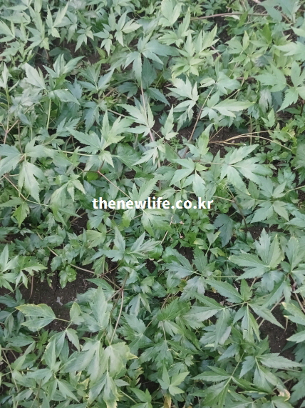 밭에서 촬영한 당귀잎 군락의 실제 모습