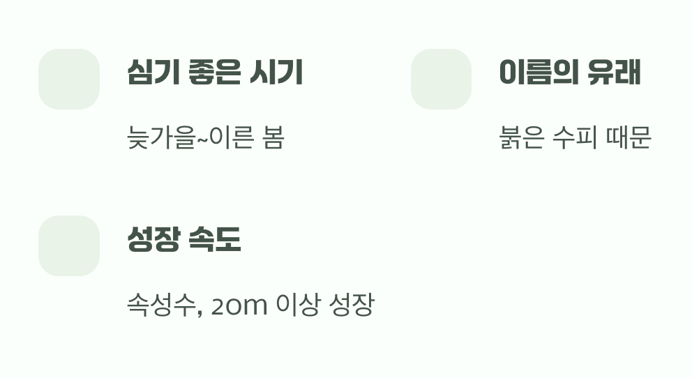 피나무 묘목 키우기 A to Z (묘목 심기부터 관리까지)