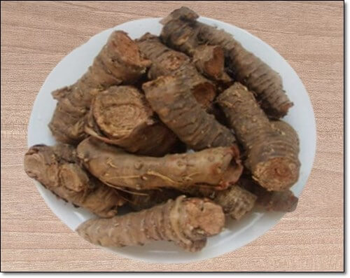홍경천뿌리