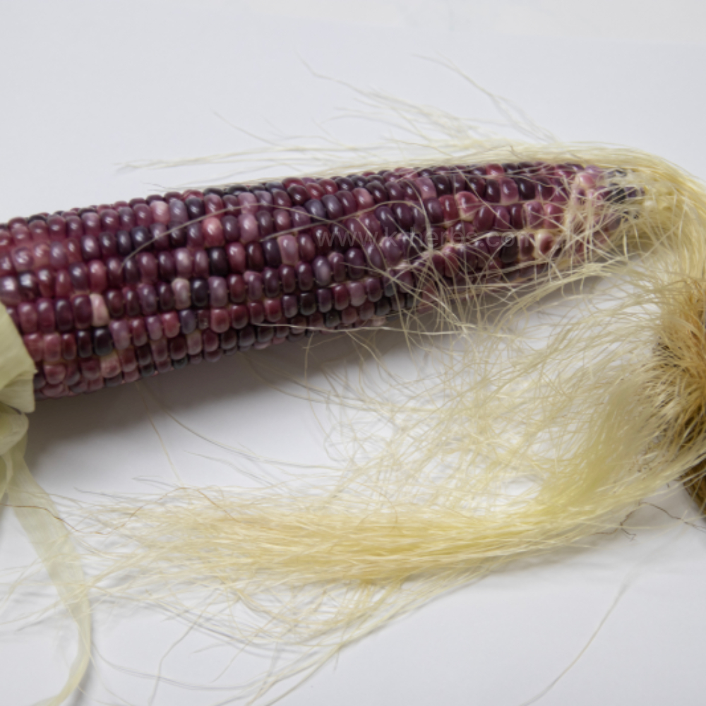 옥수수와 옥수수수염