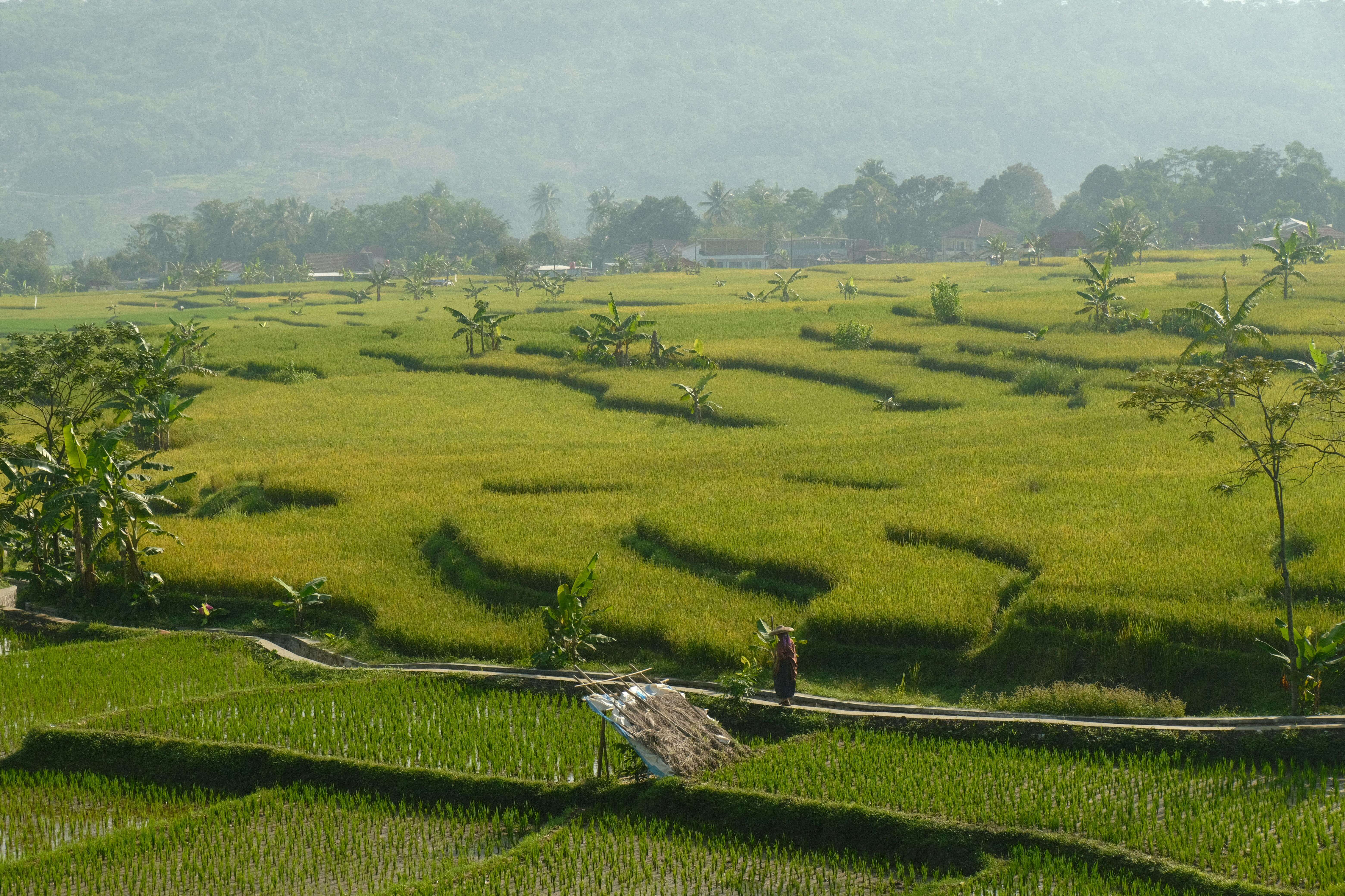 농업직불금 신청자격 완전 정리|누가 받을 수 있을까