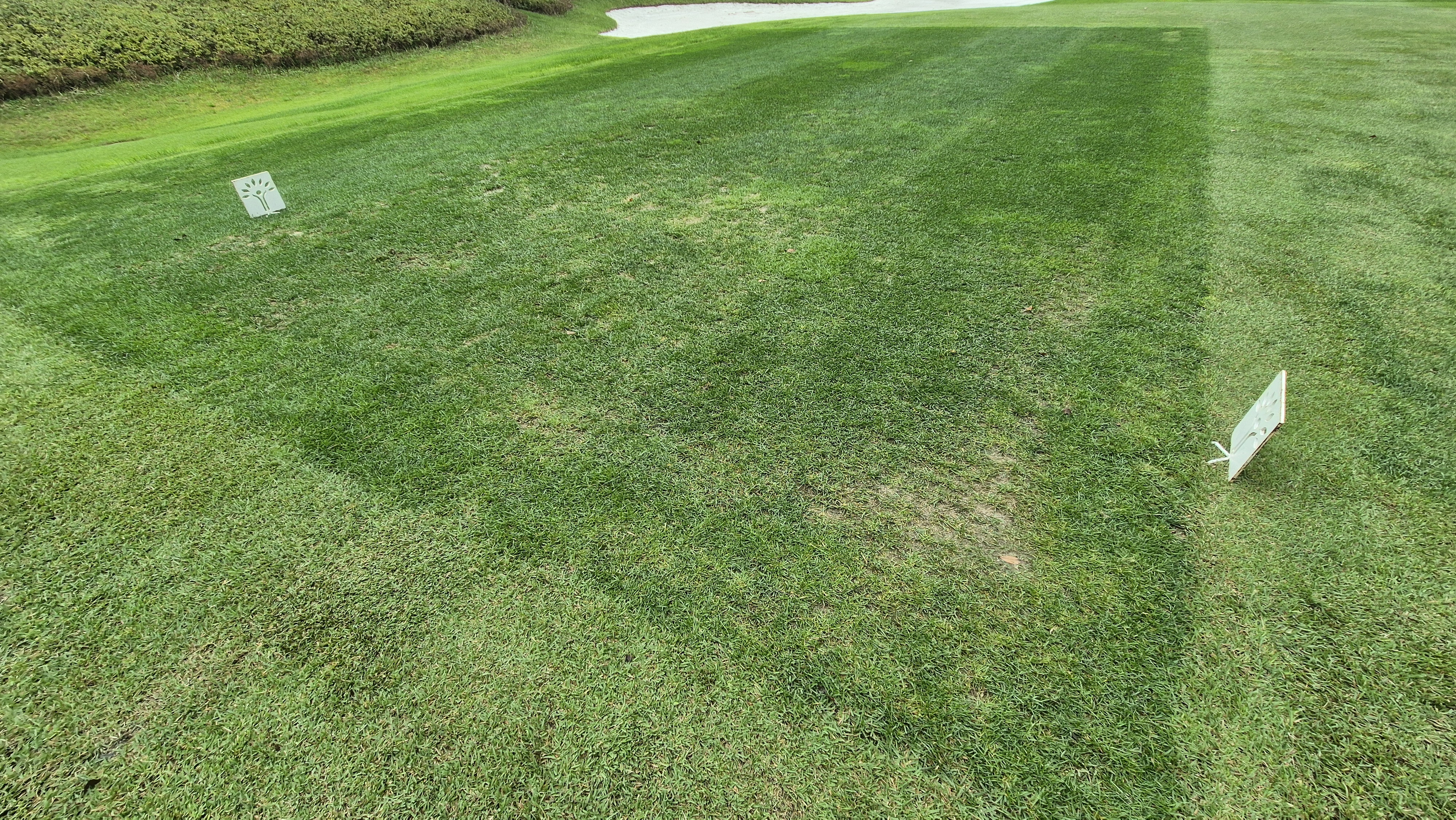 파인스톤cc 티잉구역 상태