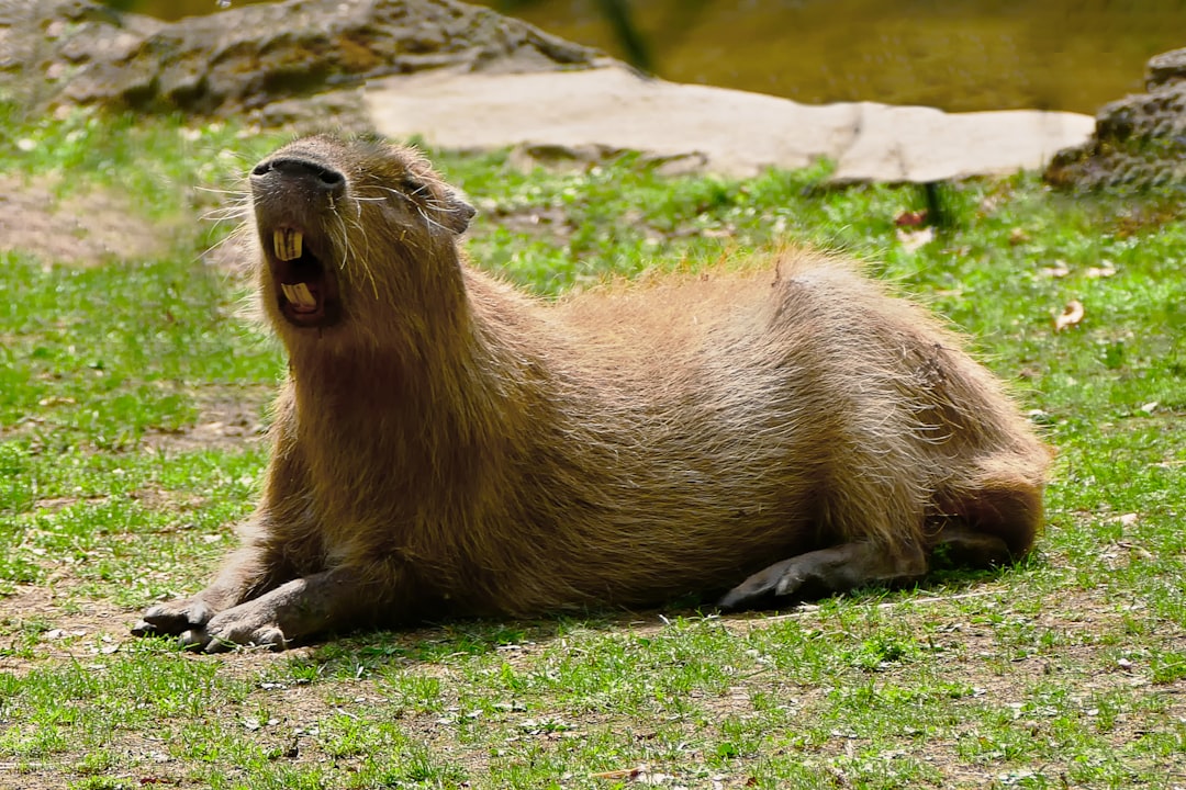 'Capybara'