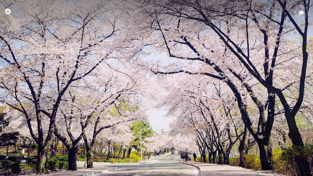 벚꽃 이미지