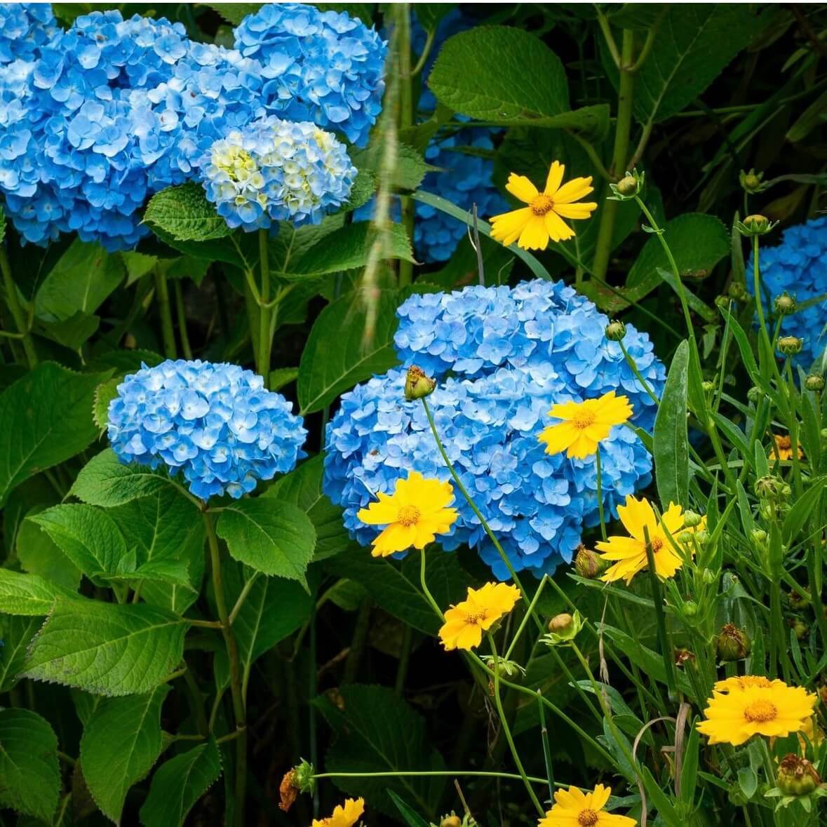거제 저구항 수국축제