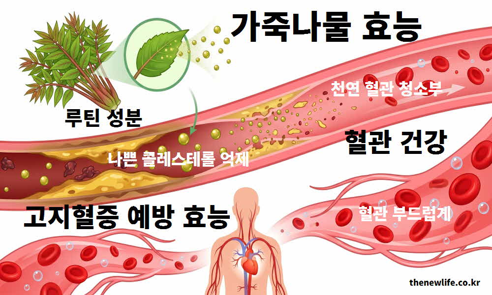 가죽나물 효능 혈관 건강 고지혈증 예방