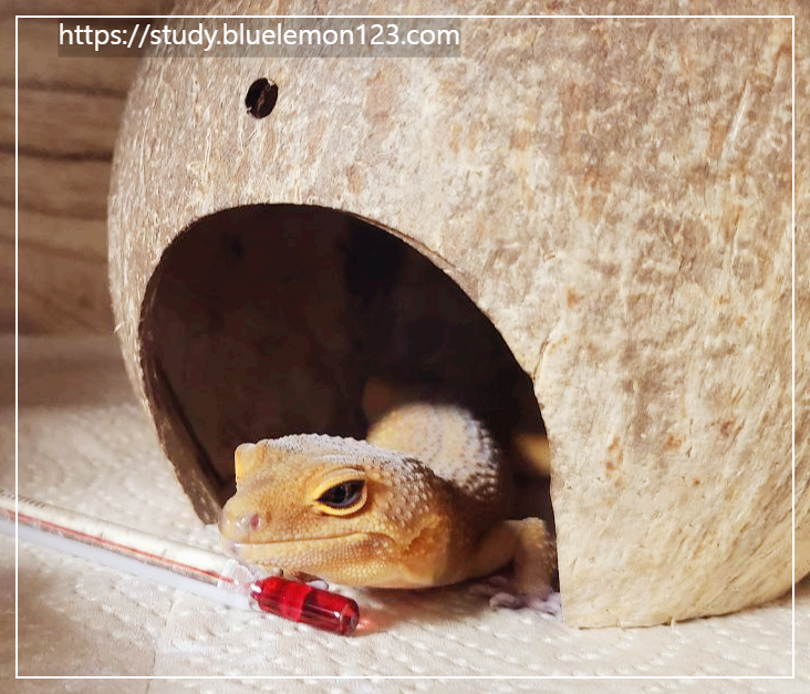 레오파드 게코, 집에서 기르기 좋은 이유