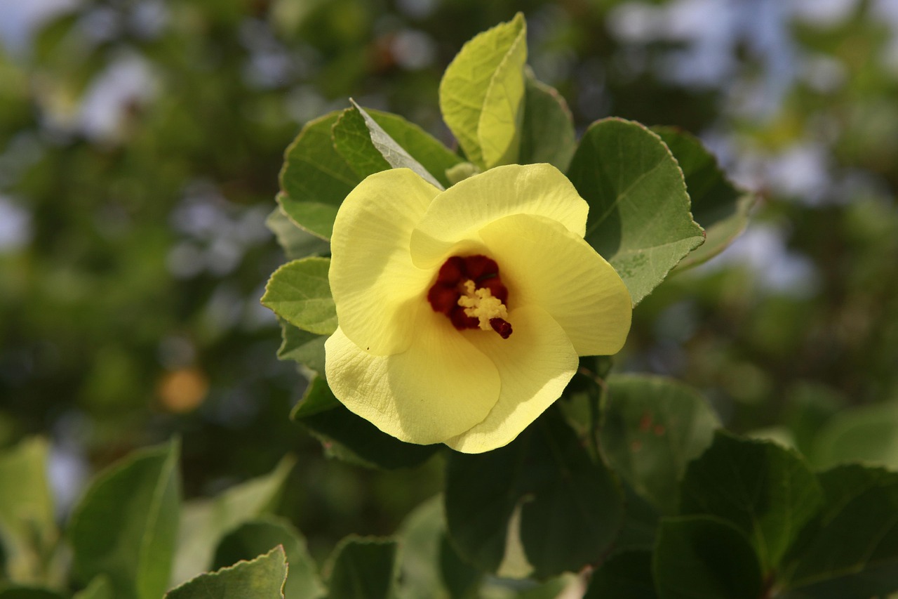 우리나라 꽃, 무궁화