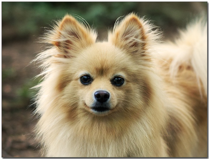 ๊ฐ์ ํฌ๋ฉ๋ผ๋์