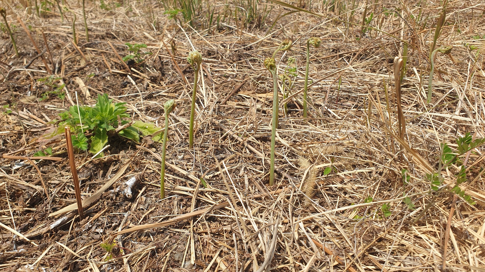 고사리 채집 관련 이미지