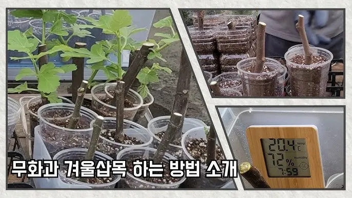 화분 겨울철 관리 난방건조 습도유지 물주기간격 조절 식물등보조_4