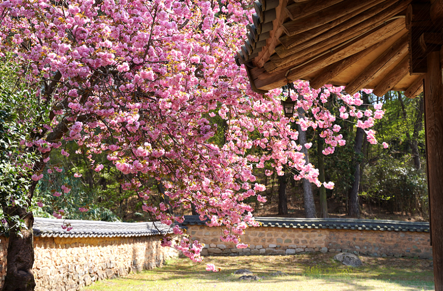 밀양 오연정 겹벚꽃
