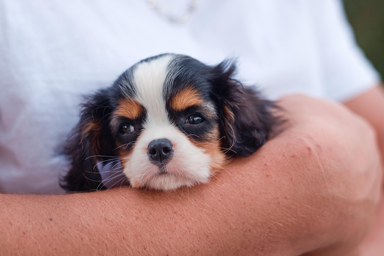 Separation anxiety in dogs