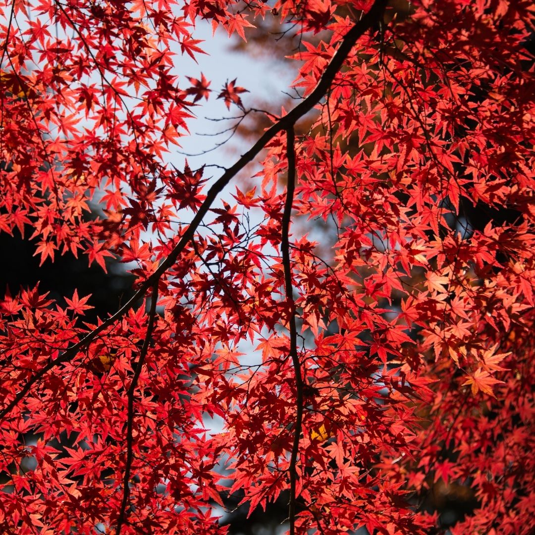 가을 단풍 시기 알아보기