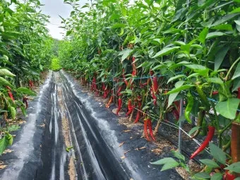 고추 재배 모종 고르기 지주 설치 시비 요령_14