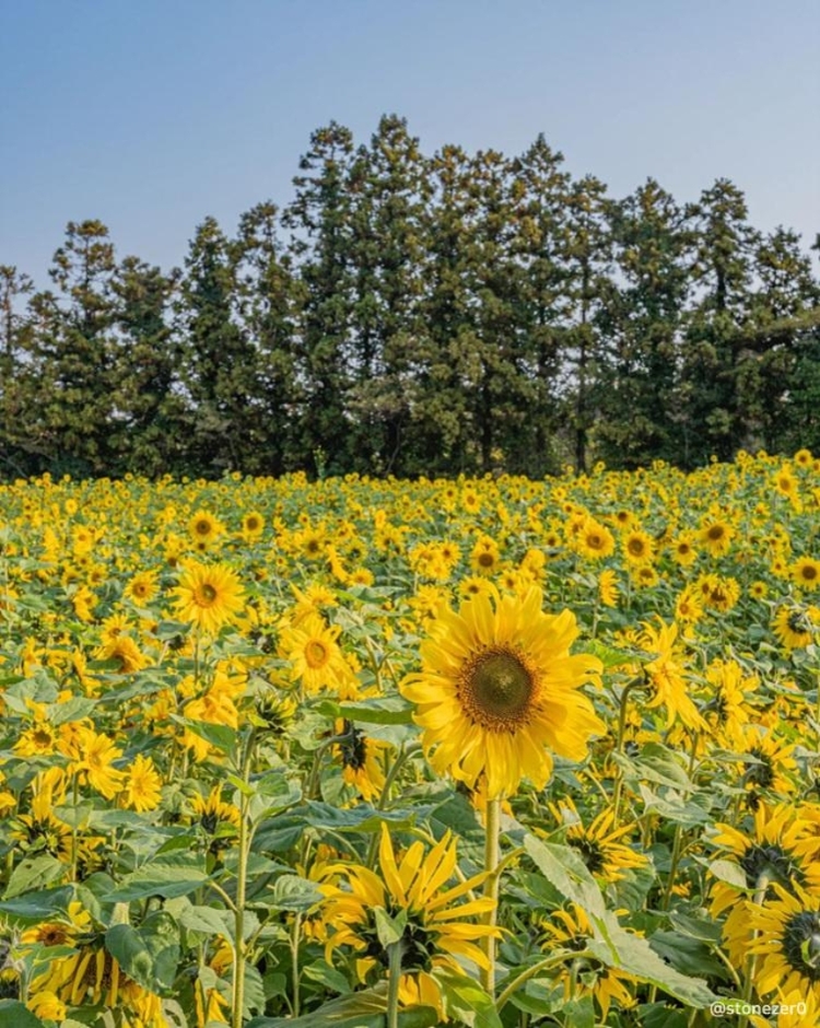 항파두리 항몽 유적지