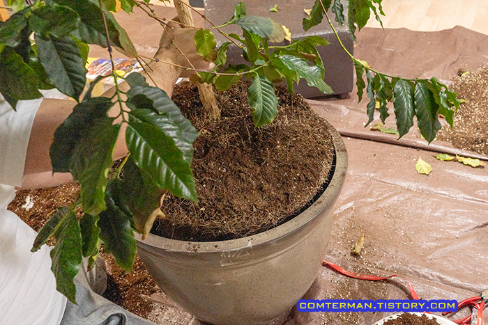 대형 커피나무 분갈이 요령