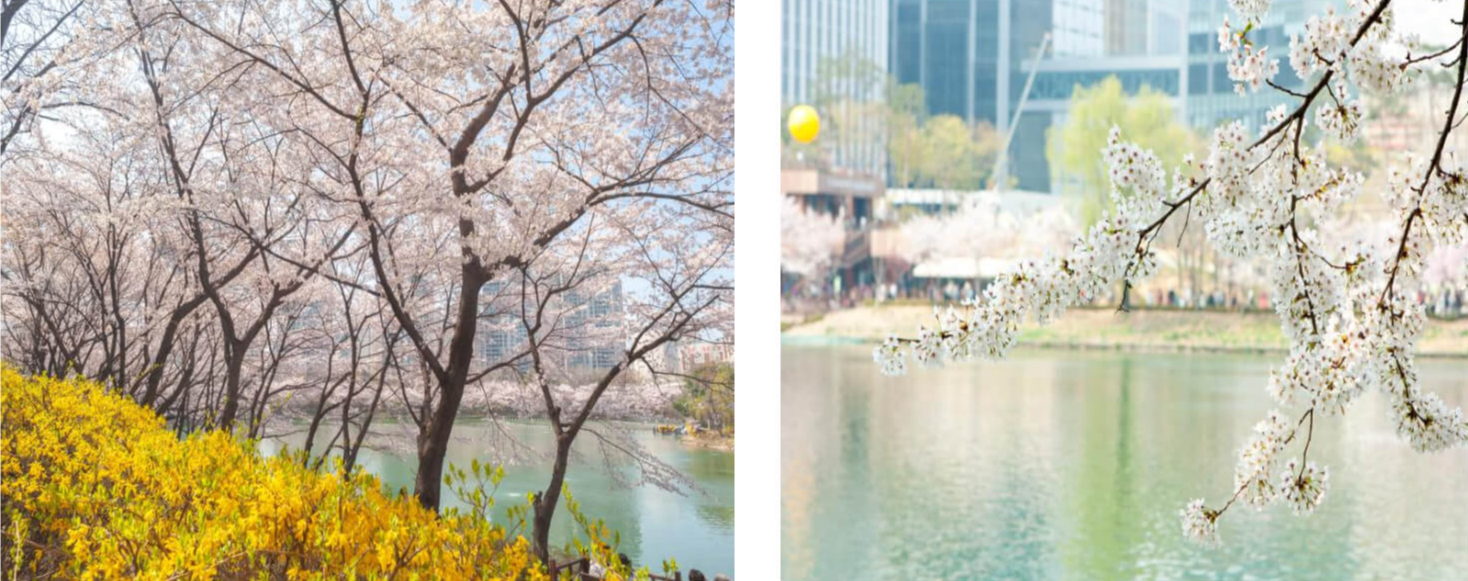 서울에서 꼭 가야할 벚꽃 명소