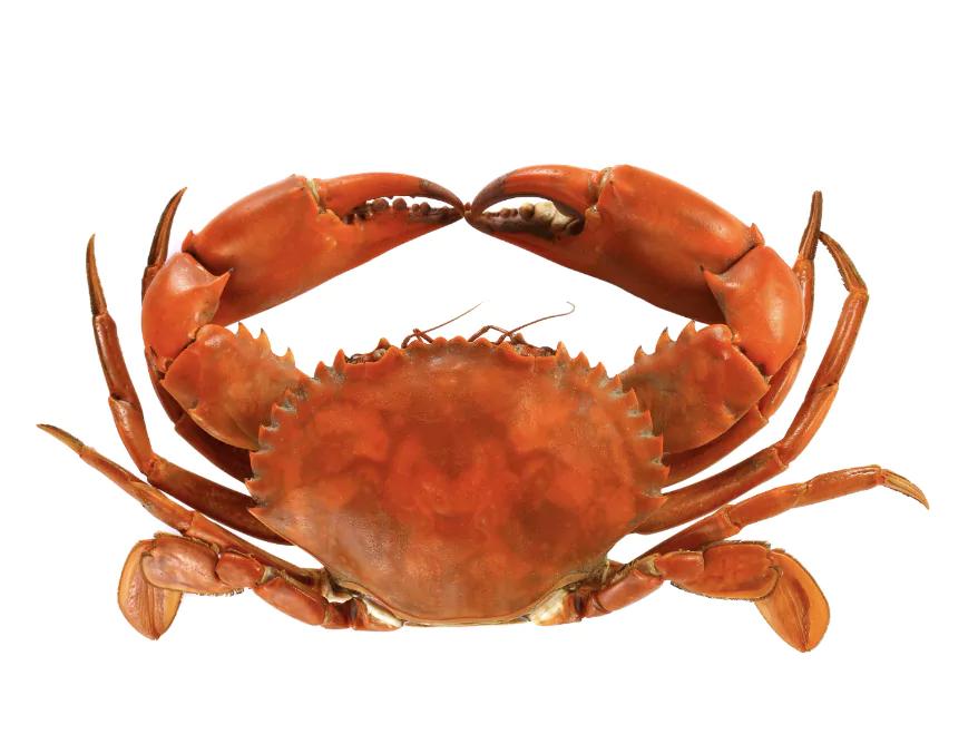 꽃게