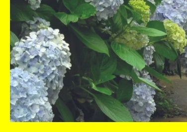 제주 카멜리아힐 계절별 특징&amp;#44; 제주 소풍 장소&amp;#44; 제주 비 오는 날 코스&amp;#44; 제주 감성 여행 추천&amp;#44; 제주 자연 힐링 장소&amp;#44; 제주 감성 블로그 키워드&amp;#44; 제주 감성 명소 후기&amp;#44; 제주 SNS 명소 추천&amp;#44; 제주 가족 힐링 여행