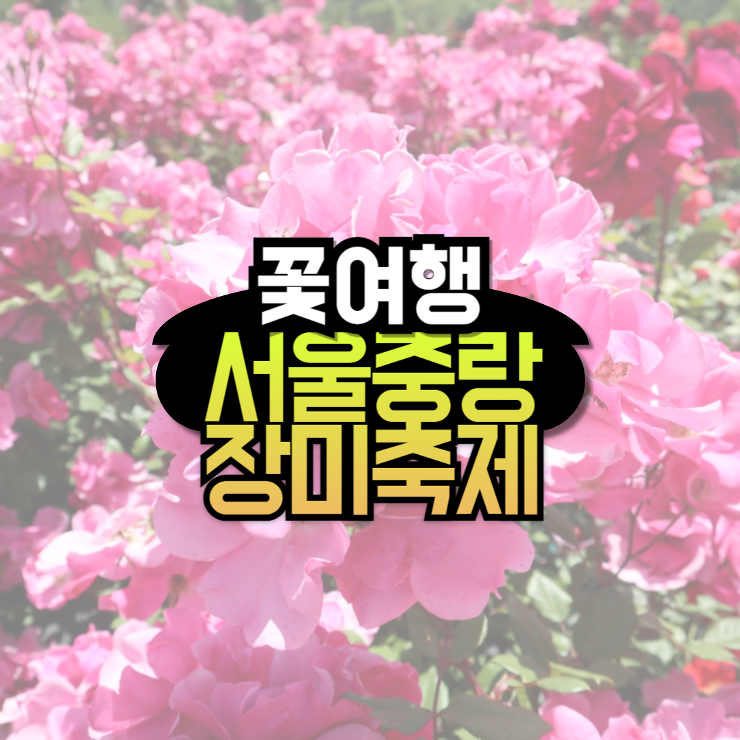 중랑 서울 장미축제 2024 가볼만한 곳