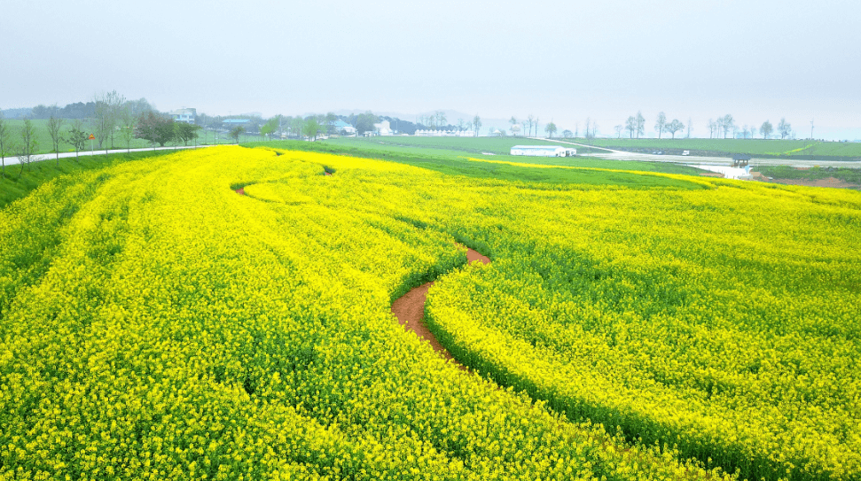 고창 청보리밭 축제
