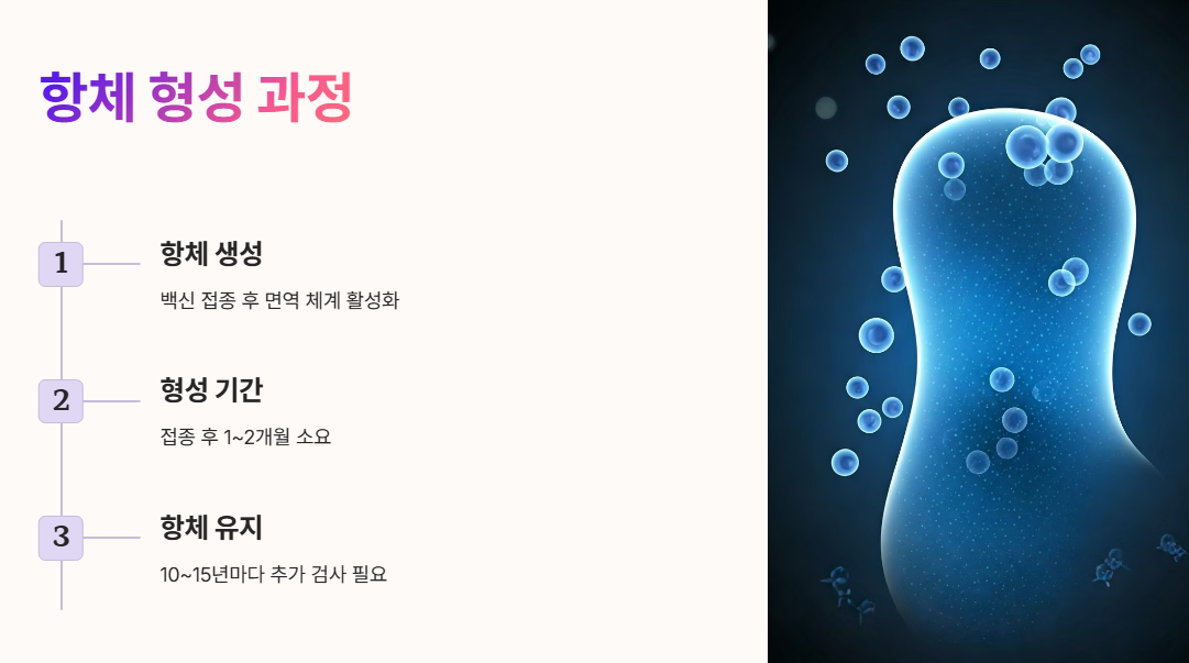 항체 형성 과정과 유지 방법