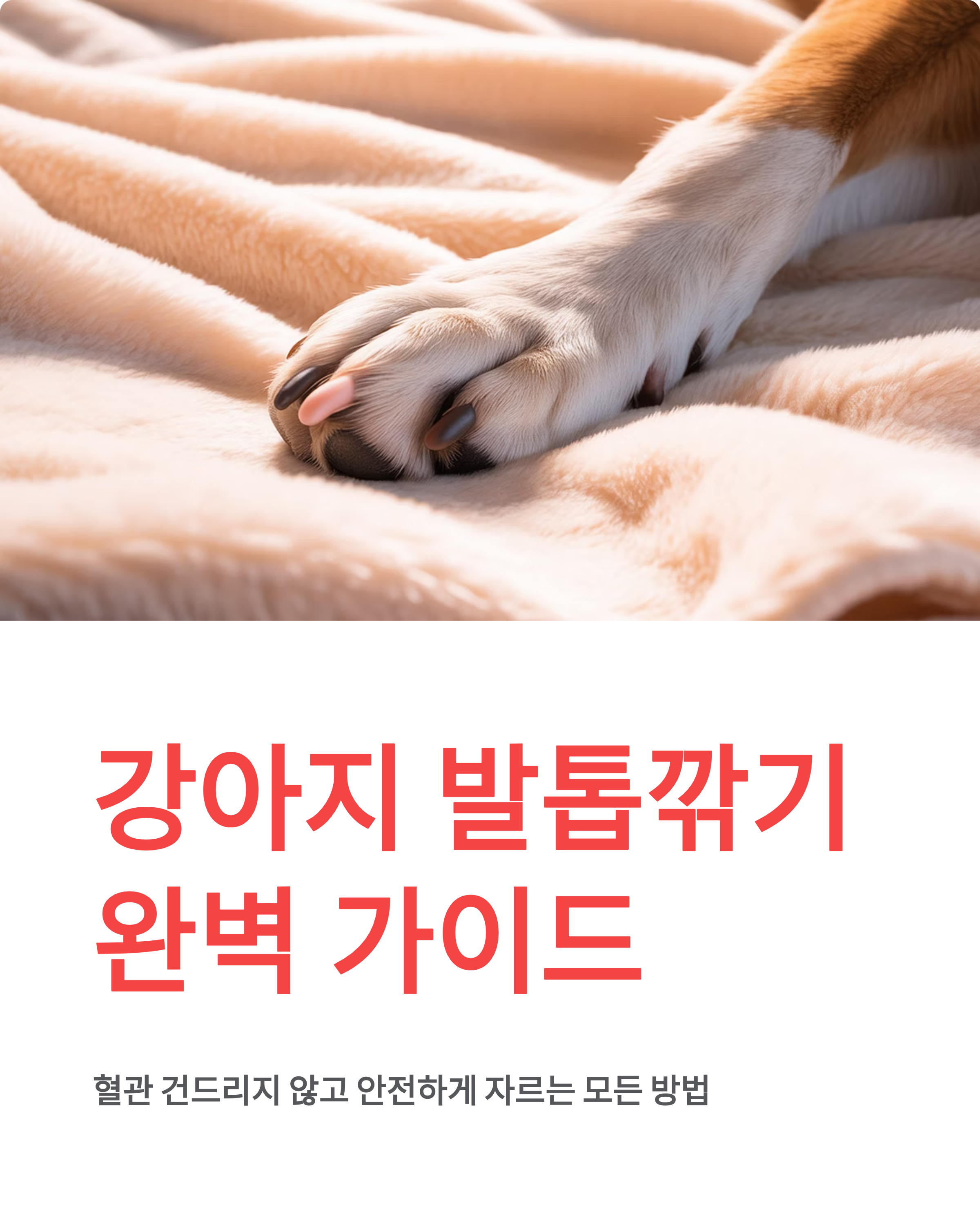 강아지 발톱깎기 ❘ 방법 주기 혈관 지혈 집에서 안전하게 자르는법 총정리