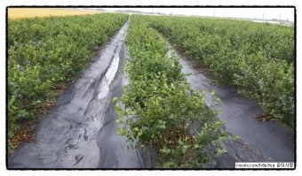 아로니아 재배 전정 포인트 병충해 방제 수확 저장_8