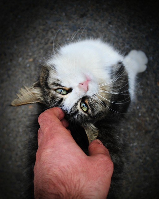 🐱 고양이가 행복할 때 보이는 행동 신호 5가지