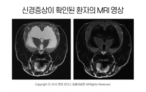 강아지 MRI