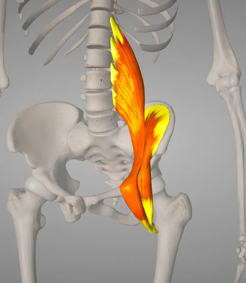 장요근(Iliopsoas)의 해부학과 기능: 임상적 의의