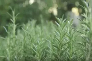 로즈마리