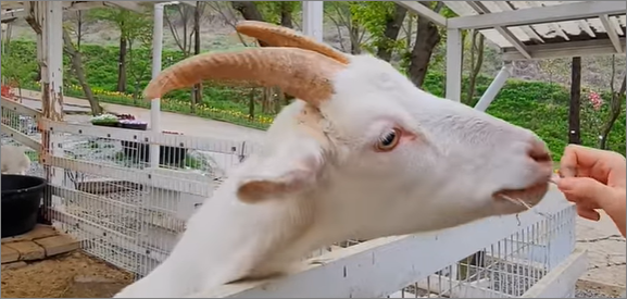 피나클랜드동물먹이주기체험