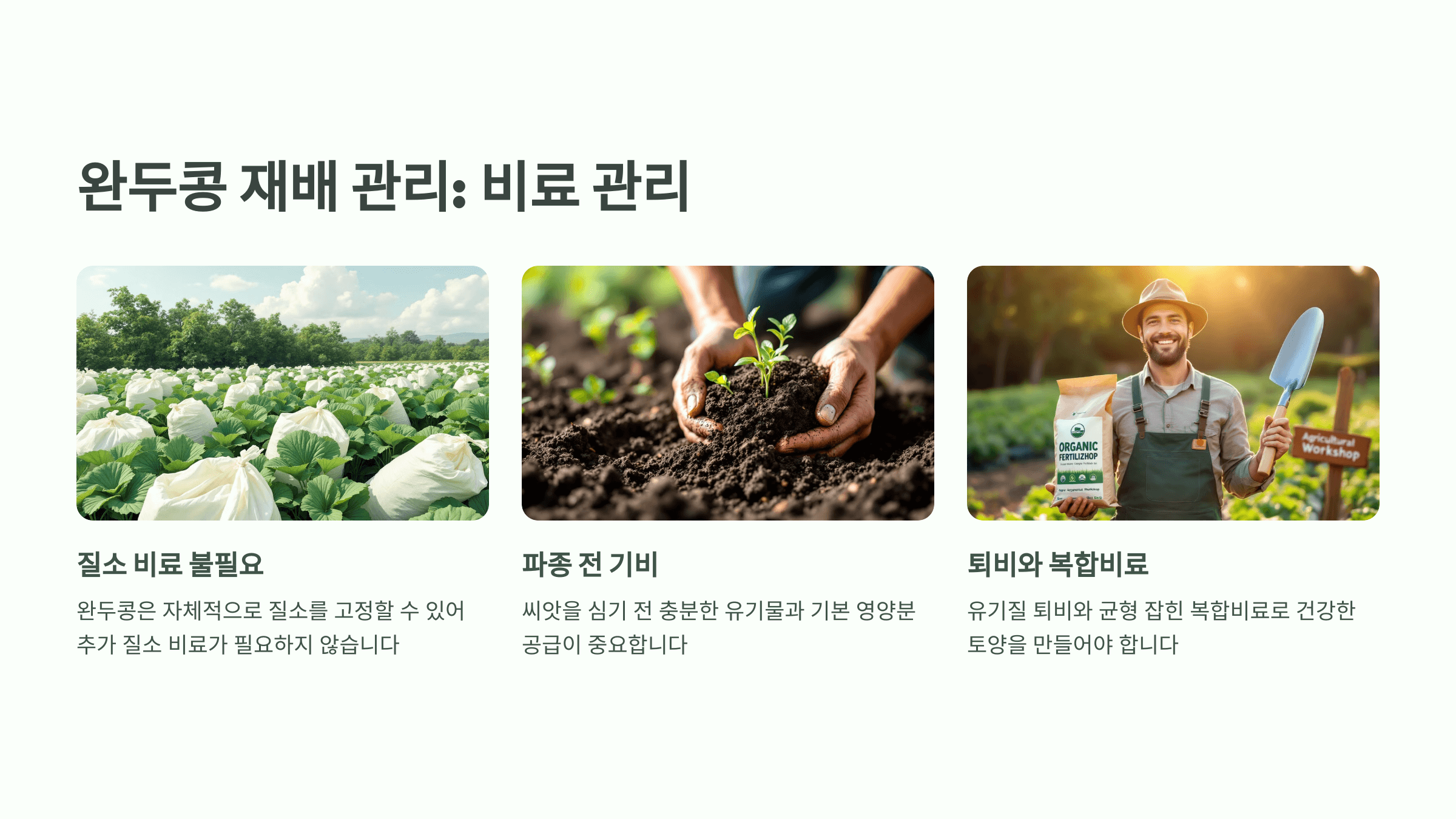 완두콩 사진입니다.