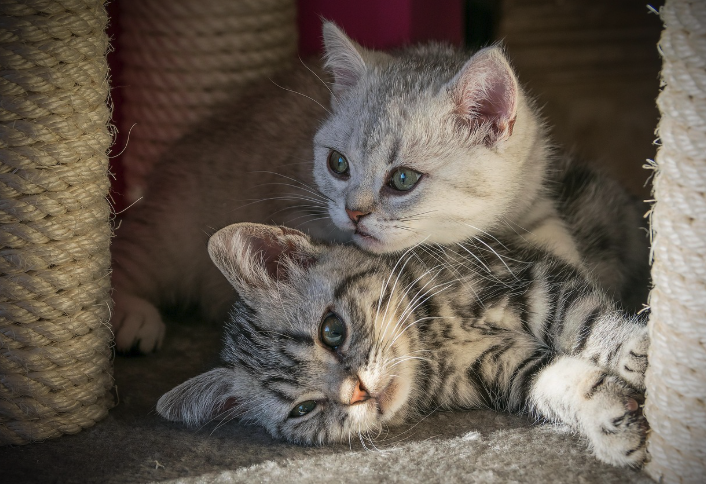 꼭 붙어있는 고양이 두마리