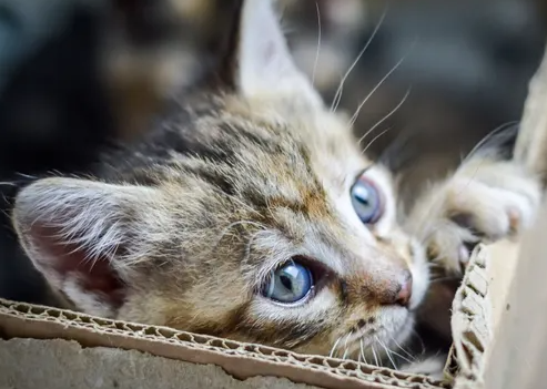 만약 아기 고양이를 주웠다면?