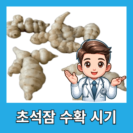 초석잠 수확 시기, 캐는 시기