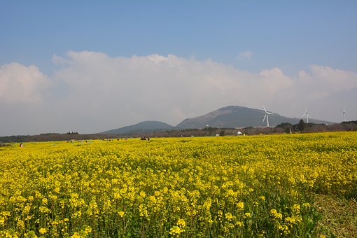 매화축제