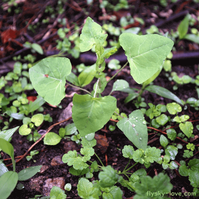 며느리배꼽 먹는 방법