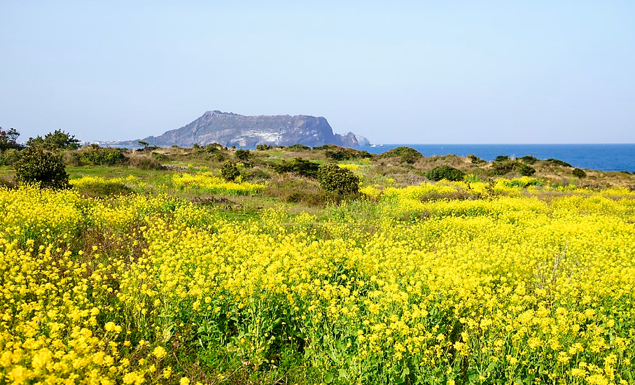 섭지코지 유채꽃