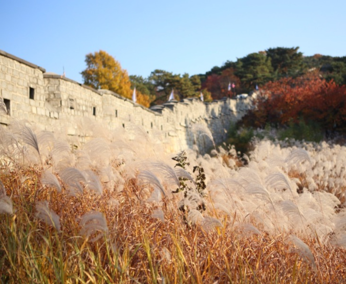 가을나들이 명소 , 억새꽃 명소