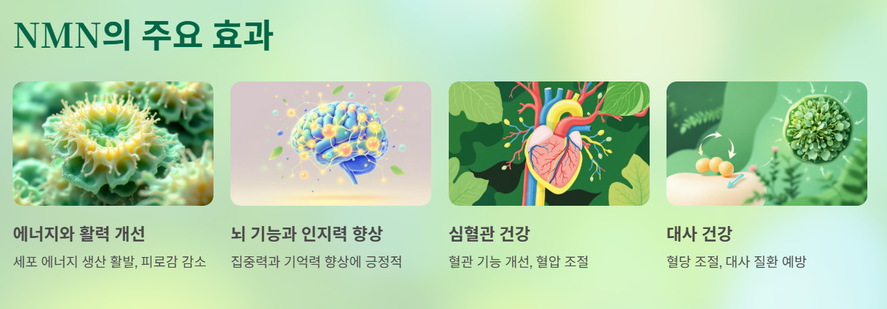 NMN은 어디에 좋을까요?