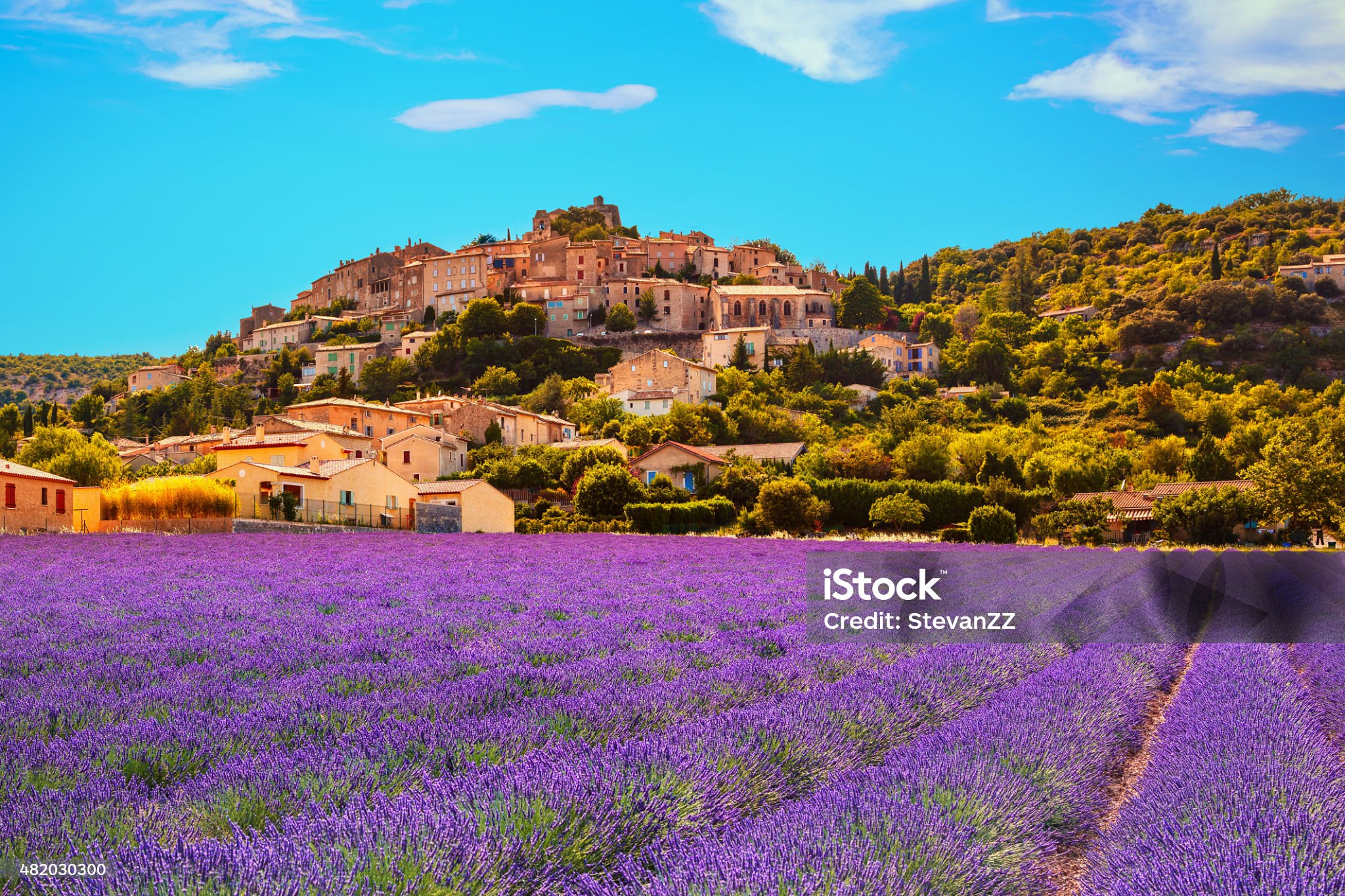 한 여름의 라벤더 밭을 찍은 사진입니다.