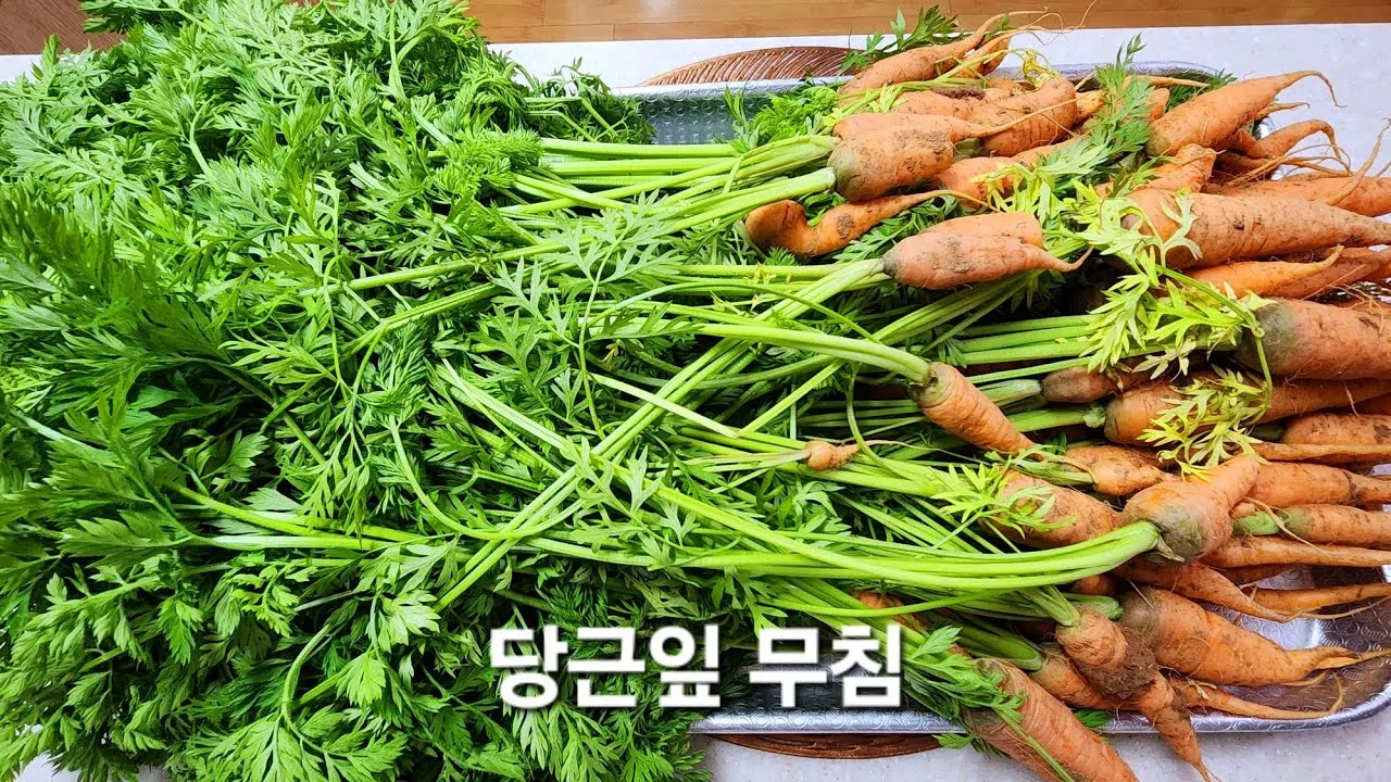 당근잎 효능과 당근잎 먹는 법 집에서 키우는 방법_9