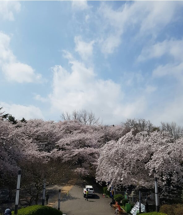 월명공원 벚꽃길