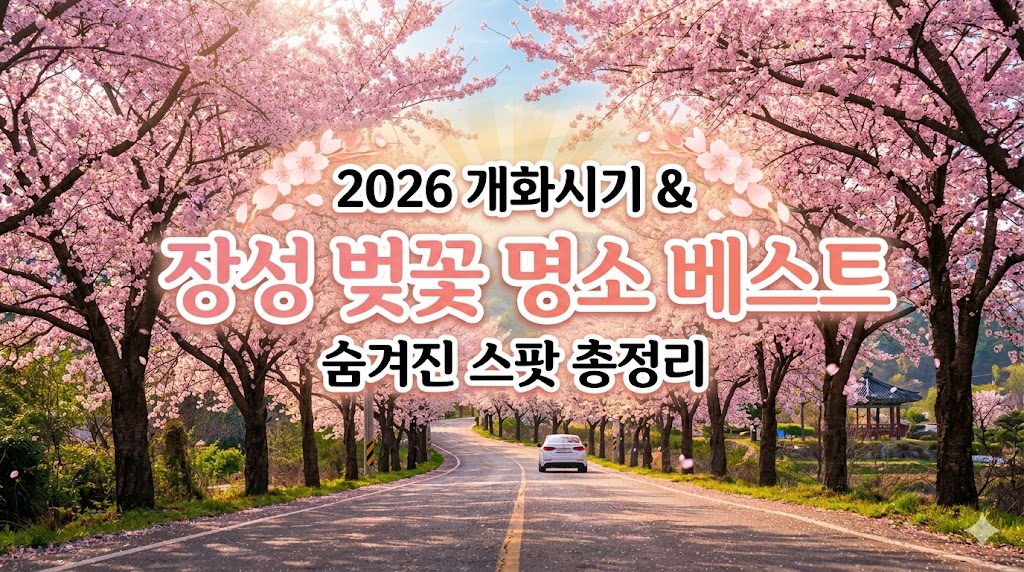 장성 벚꽃 명소