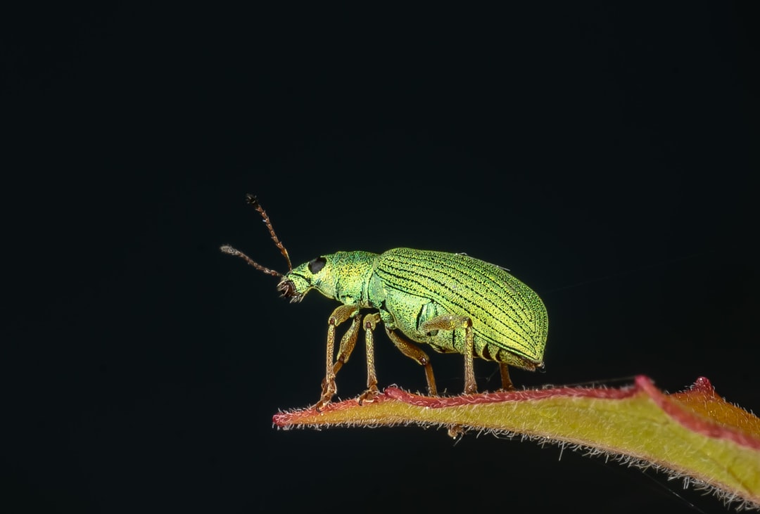 Drosophila