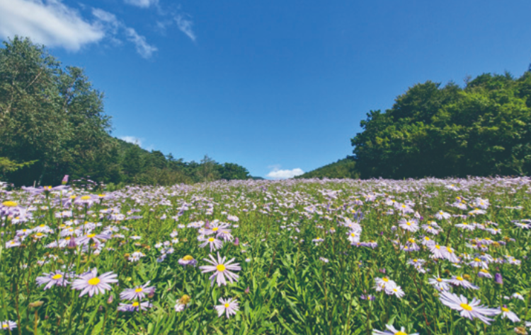 국립한국자생식물원